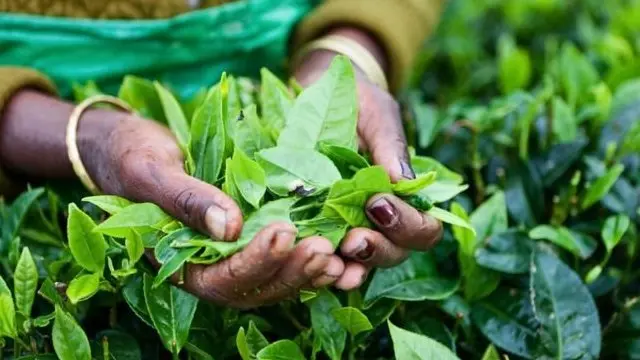 人類飲綠茶的歷史已經有數千年。
