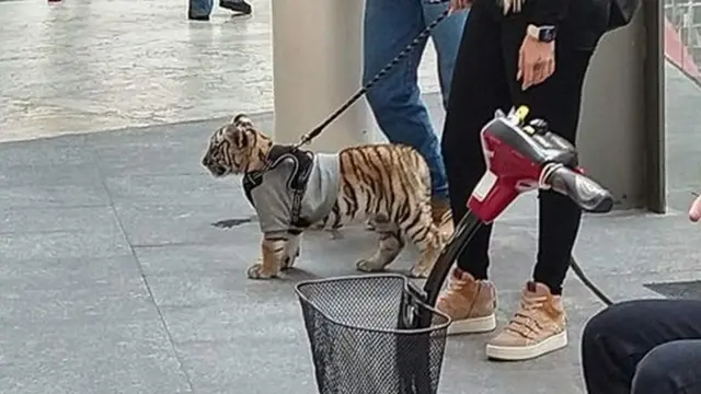 Una mujer con un tigre en Antara, Ciudad de México