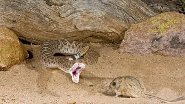 खुळखुळ्या साप 