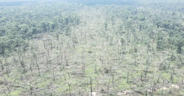 మేడారం, కూలిన చెట్లు, వాతావరణం మార్పులు