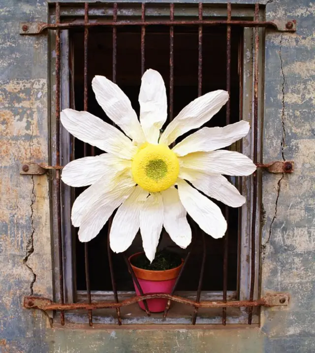 Margarita creciendo tras las rejas