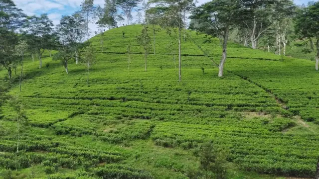 மலையக மக்கள்