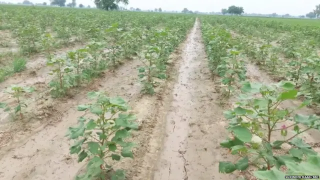 ਨਰਮਾ ਪੱਟੀ