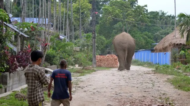 बस्तीमा हात्ती