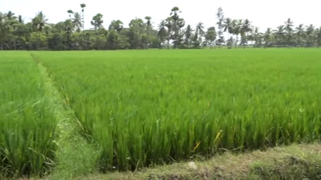 ਸਵਾਮੀਨਾਥਨ ਕਮਿਸ਼ਨ