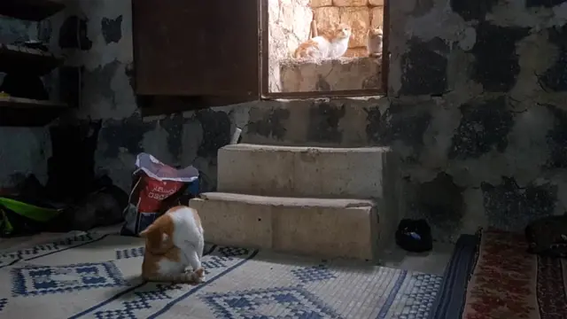 Кошка Салаха