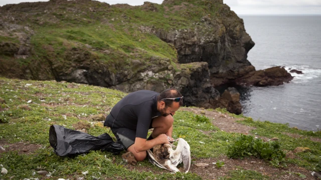 Ornitólogo con los restos de una gaviota