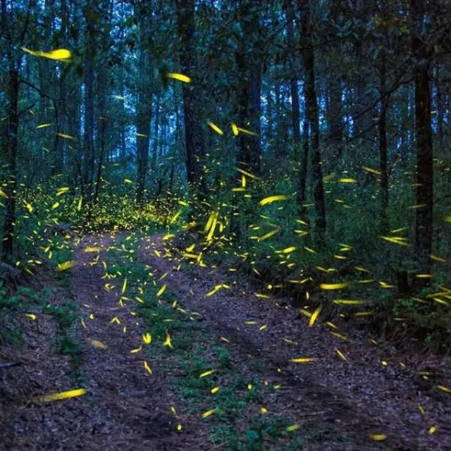 Firefly season is just three months in Mexico meaning the concentrated visits put extra pressure on the eco-system
