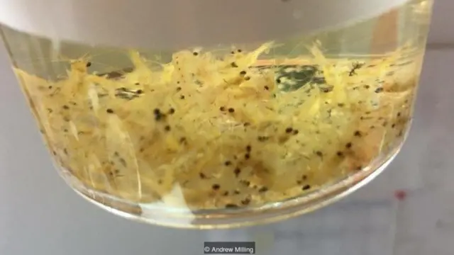 ताजे पानी की झील के जीव