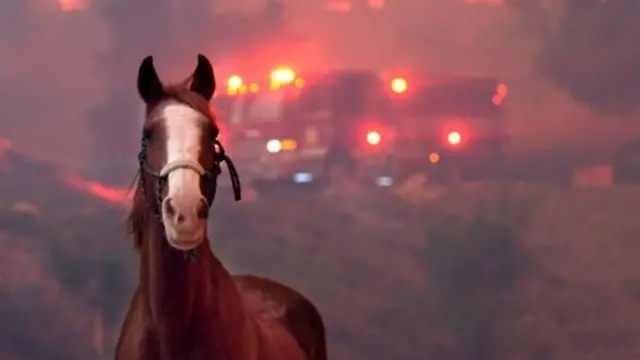 காட்டுத்தீயில் பாதிக்கப்பட்ட விலங்குகள் - நெகிழ வைக்கும் புகைப்படங்கள்