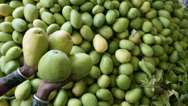 કેસર કેરીની તસવીર