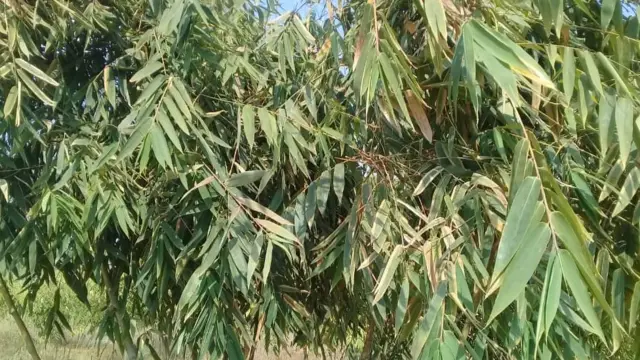 Mti wa Ulanzi