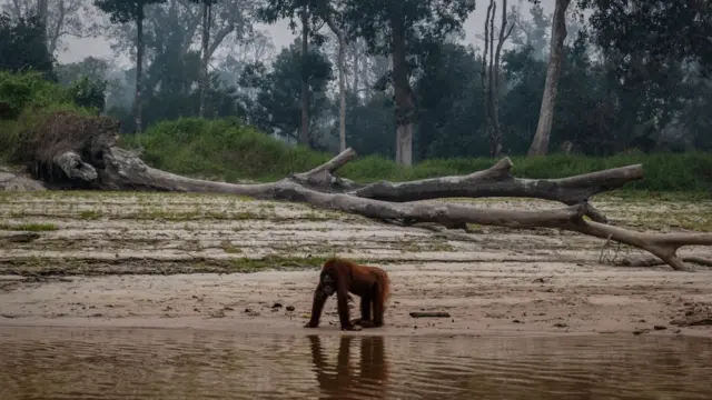 orangutan