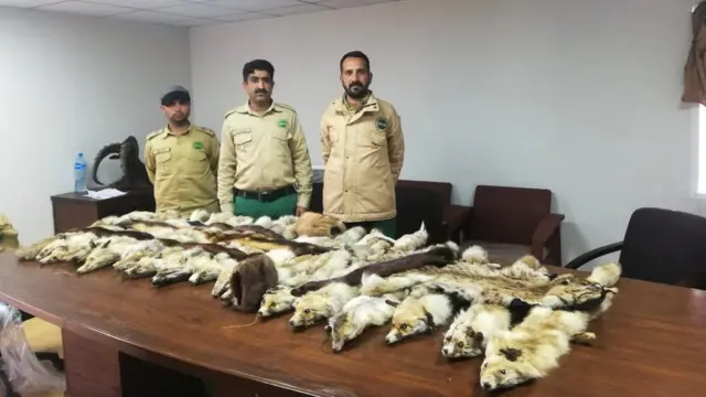 اسلام آباد کے محکمہ جنگلی حیات کے حکام برآمد ہونے والے جانوروں کی کھالیں دکھا رہے ہیں