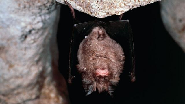 morcego-de-ferradura-grande