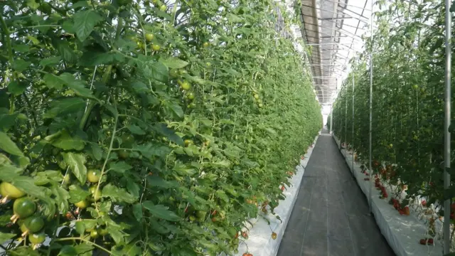 Plantación de tomates