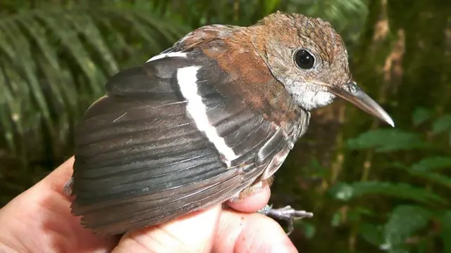 Microcerculus bambla-uirapuru-de-asa-branca