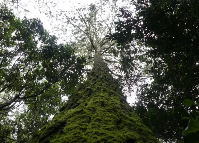 Cendro-de-Mulanje