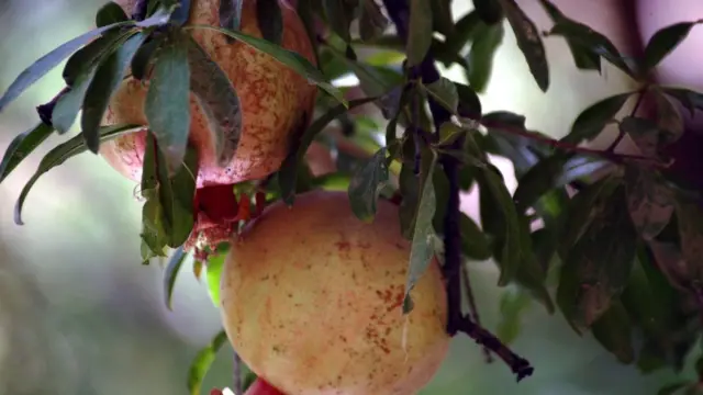 د کندهار انار