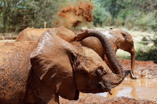 Mtoto wa tembo akijifunika kwa udongo katika kituo cha watoto yatima cha wanyama hao karibu na mji mkuu wa Kenya, Nairobi, Jumapili.