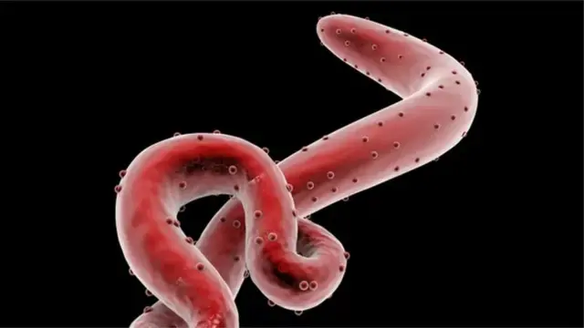 కొందరి వీర్యంలో ఎబోలా వైరస్ ఉన్నట్లు గుర్తించారు