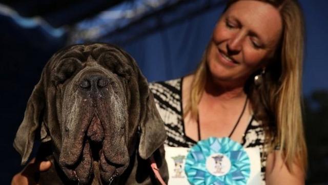 Победитель конкурса "Самая некрасивая собака в мире"