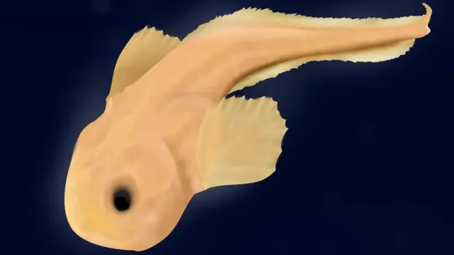 이번 발견이 있기 전까지, 지금까지 가장 깊은 바닷속에서 촬영된 어류는 해저 8178m에서 포착된 마리아나 꼼치였다