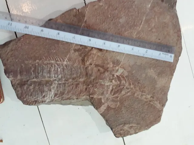 လားရှိုးမြို့က ရှမ်းယဉ်ကျေးမှု ပြတိုက်မှာ ပြသထားတဲ့ ကျောက်ဖြစ် ရုပ်ကြွင်းကို လွန်ခဲ့တဲ့ ၄ နှစ်က တွေ့ခဲ့