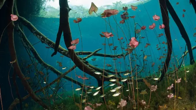 Lago com plantas e raízes