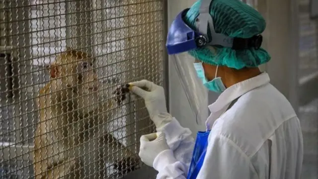 குரங்கு வைத்து ஆராய்ச்சி