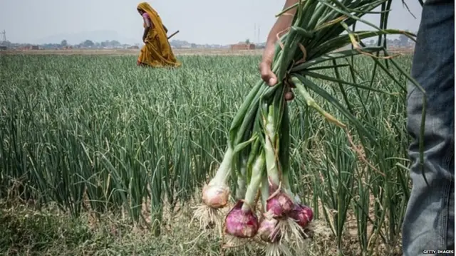 खेतों में काम कर रहे लोग
