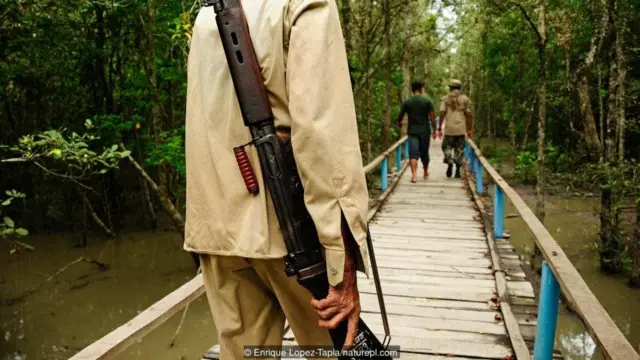 बांग्लादेश में बाघ