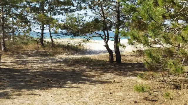 кемпінг Сосновий бір