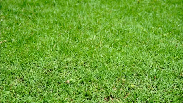 পথেঘাটে অনাদরে অযত্নে জন্ম নিলেও দূর্বা ঘাস একেবারে ফেলনা নয়