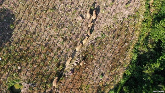 कई जंगली जानवरों की आवाजाही अब इंसानी बस्तियों या इंसानों के बनाए बुनियादी ढांचे से टकराए बिना असंभव है.