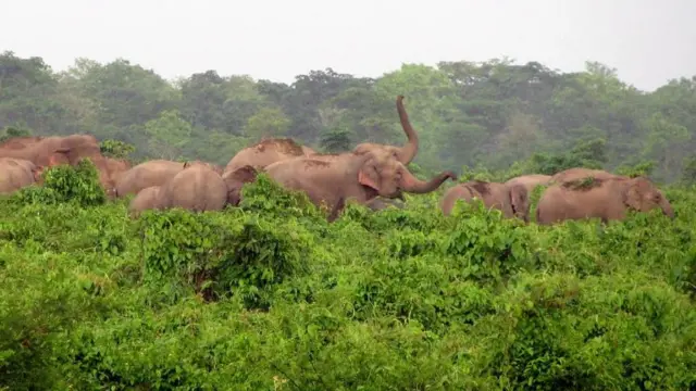 झापामा हात्तीको हुल