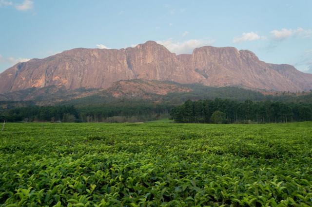 Plantaciones de té y montañas cerca de Mulanje, Malawi.