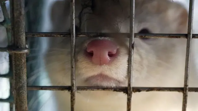 مینک هم مثل خویشاوندش راسوی اهلی، به ویروس‌های تنفسی مصون نیست