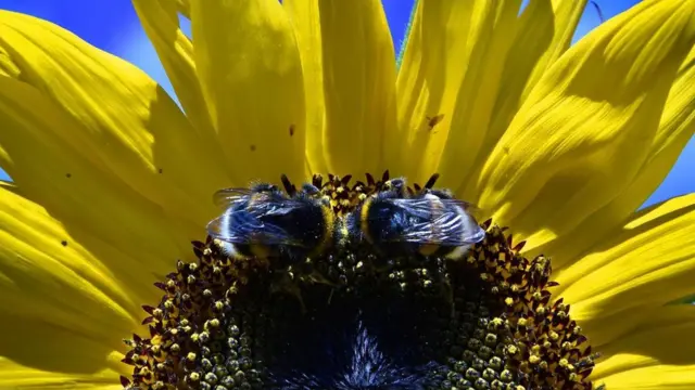 En el futuro abejas modificadas pueden cambiar ecosistemas completos.