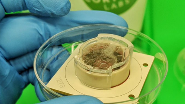 Minicérebrocomo apostar no futebol americanolaboratório