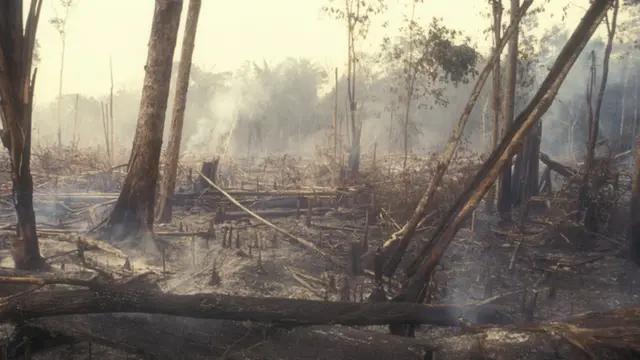 Árvores queimadas na Floresta Amazônica