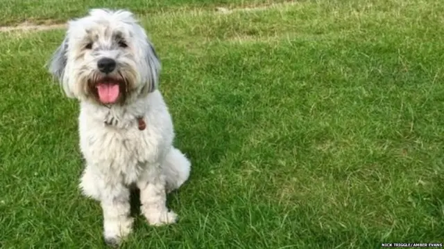 કૂતરાંની તસવીર