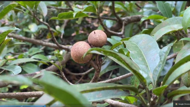 चिकूची वाडी