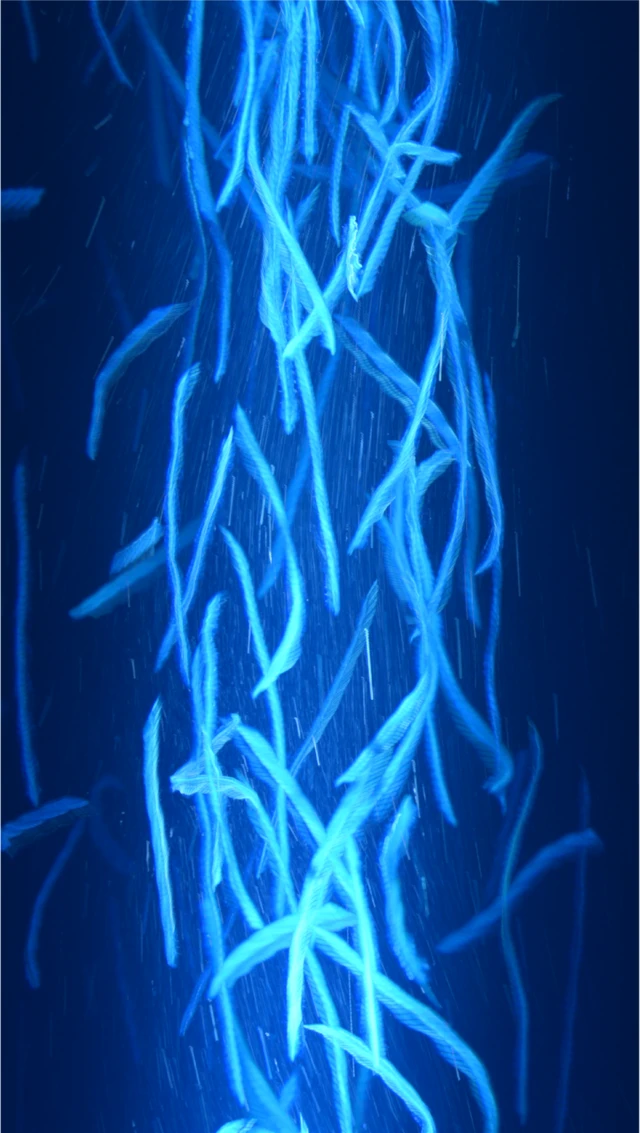 Una columna de artemias