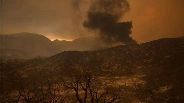 Vegetación quemada.