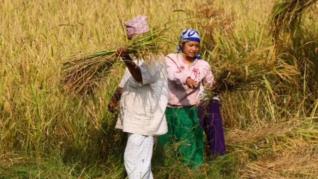 धान