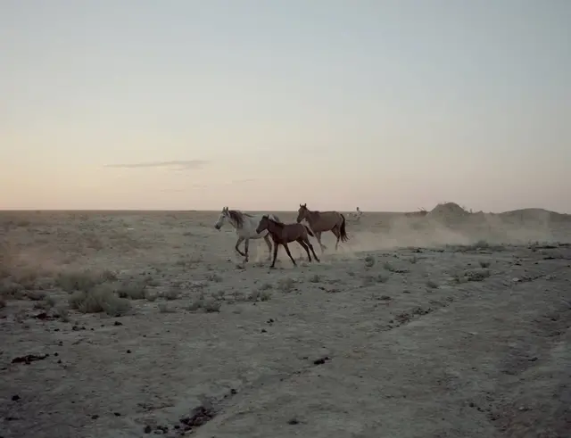 Səhrada çapan atlar