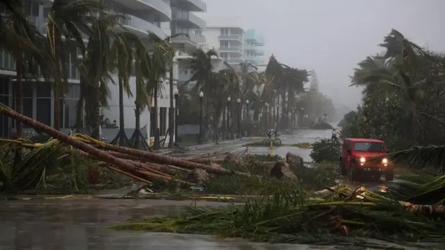 Árboles en las calles de Miami Beach