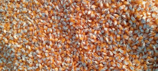 మొక్కజొన్న