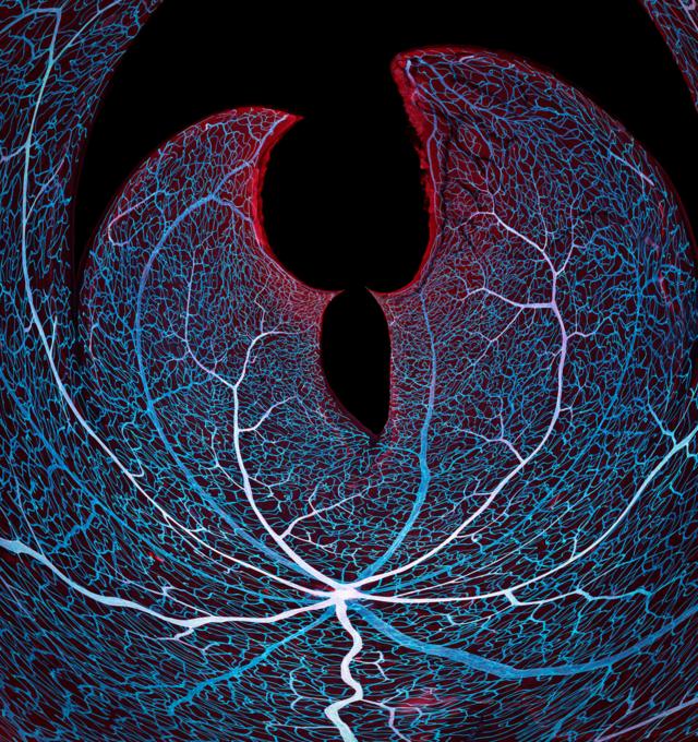 Rede vascular da retina de um camundongo